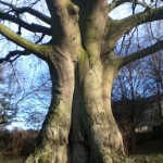 Glastonbury tree